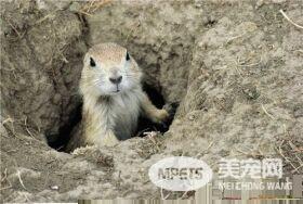 土拨鼠怎么样 是小型穴栖性啮齿目动物