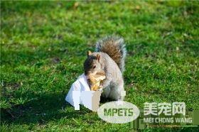 松鼠会不会游泳 宠物松鼠是会游泳的