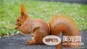 宠物松鼠臭吗 注意卫生其实宠物松鼠是不臭的