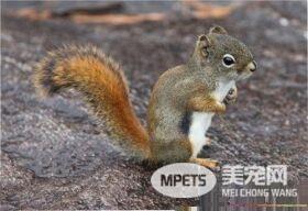 宠物松鼠臭吗 注意卫生其实宠物松鼠是不臭的