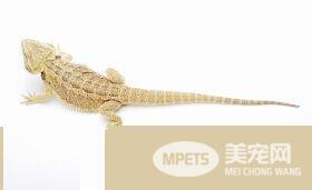 蜥蜴是脊椎动物吗 蜥蜴也是脊椎动物的一种