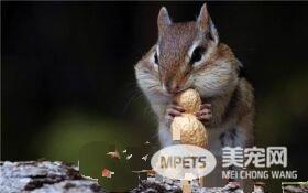 松鼠尾巴有什么用 松鼠尾巴有加跳跃距离