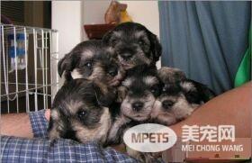 迷你雪纳瑞喝什么水 可以是家里的自来水
