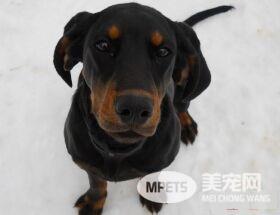黑褐猎浣熊犬智商 智商还是比较高的狗狗