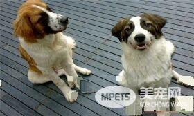 圣伯纳犬好还是中亚牧羊犬好 根据个人喜欢和爱好