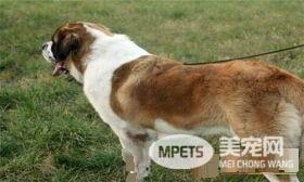 圣伯纳犬好还是中亚牧羊犬好 根据个人喜欢和爱好