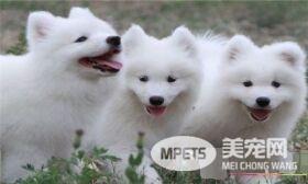 萨摩耶犬怎么样 萨摩耶高贵优雅乖巧可爱