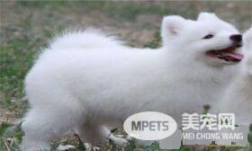 萨摩耶犬怎么样 萨摩耶高贵优雅乖巧可爱