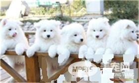 萨摩耶犬有几种颜色 萨摩耶一般有四种颜色