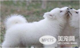萨摩耶犬有几种颜色 萨摩耶一般有四种颜色