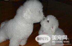 萨摩耶犬听话吗 萨摩耶非常调皮不听话的