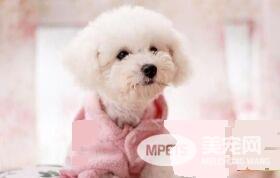 萨摩耶犬听话吗 萨摩耶非常调皮不听话的