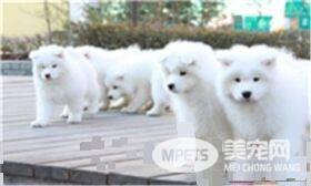 萨摩耶犬一天吃几次 一天喂三到四顿最为适宜
