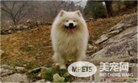 萨摩耶犬一天吃几次 一天喂三到四顿最为适宜