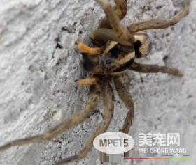 蜘蛛结网是什么行为 蜘蛛结网是一种先天性行为