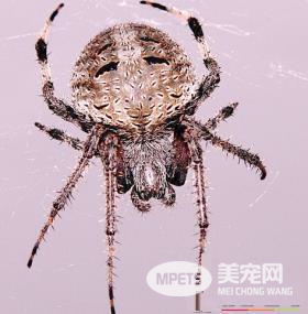 家里最常见的蜘蛛 家中常见的蜘蛛有哪些