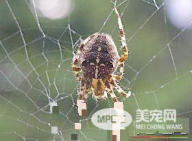 家里最常见的蜘蛛 家中常见的蜘蛛有哪些