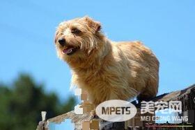 罗福梗狗狗的尾巴长吗 罗福梗尾巴中等长度