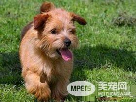 罗福梗的生活习性 罗福梗活泼而讨人喜欢
