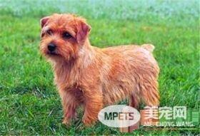 罗福梗的生活习性 罗福梗活泼而讨人喜欢