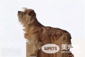 罗福梗聪明吗 罗福梗智商排名第56位