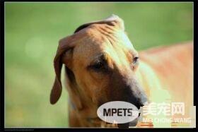 罗得西亚脊背犬智商 在狗狗排名第52位