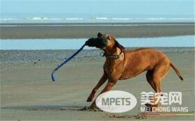 罗得西亚脊背犬攻击人吗 怎么训练不咬人