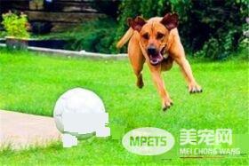 罗得西亚脊背犬攻击人吗 怎么训练不咬人