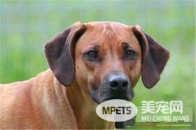 罗得西亚脊背犬掉毛程度 如何解决掉毛情况