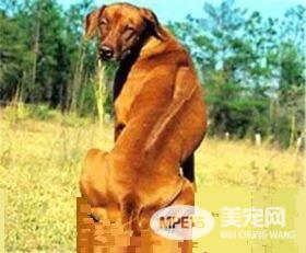 罗得西亚脊背犬掉毛程度 如何解决掉毛情况