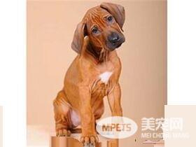 罗得西亚脊背犬的评价 一种非常温顺的狗狗
