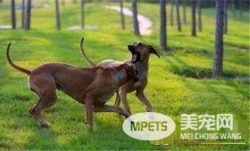罗得西亚脊背犬的评价 一种非常温顺的狗狗