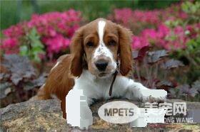 英国史宾格犬智商高吗 史宾格犬智商不是很高