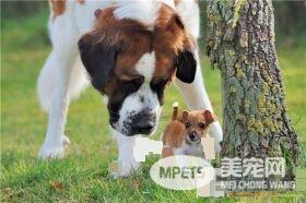 圣伯纳犬智商排名 圣伯纳犬智商排名在第65位