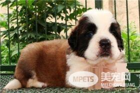 圣伯纳犬智商排名 圣伯纳犬智商排名在第65位