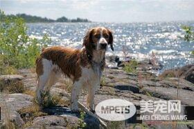 史宾格犬的习性 史宾格犬性情温和易训化