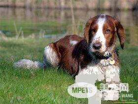 史宾格犬的习性 史宾格犬性情温和易训化