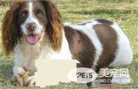 史宾格犬的饲养方法 史宾格犬喂养的10大误区