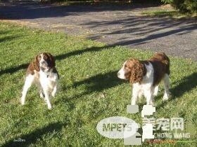 史宾格犬的饲养方法 史宾格犬喂养的10大误区