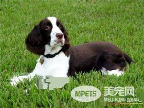 史宾格犬的品相 史宾格犬的基本形态特征