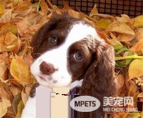 史宾格犬臭吗 史宾格狗狗的体味比较小