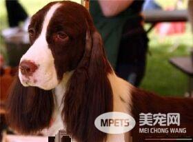 史宾格犬臭吗 史宾格狗狗的体味比较小