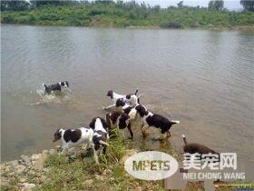 史宾格犬吃什么狗粮 史宾格不能吃的六种食物