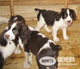 史宾格犬吃什么狗粮 史宾格不能吃的六种食物