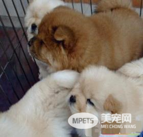 松狮犬有迷你种吗 松狮犬标准身高为45到51厘米