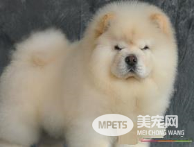 松狮犬有迷你种吗 松狮犬标准身高为45到51厘米