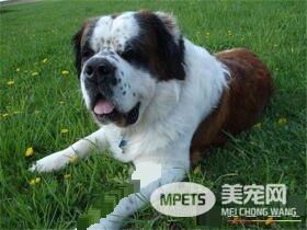 圣伯纳犬粘人程度 圣伯纳犬粘人程度比较高
