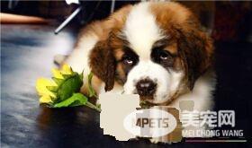 圣伯纳犬粘人程度 圣伯纳犬粘人程度比较高