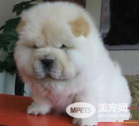 松狮犬原产地 松狮犬的原产地在中国