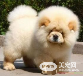 松狮犬原产地 松狮犬的原产地在中国